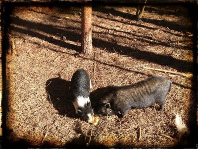 Breakfast on the Homestead Image